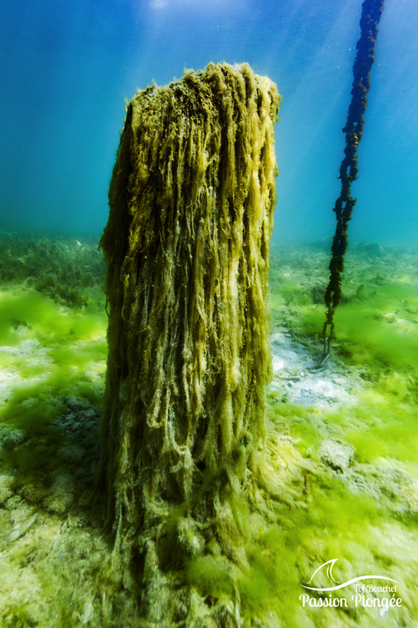 Est-ce qu'on se baigne parmi les algues ? - Musée du Léman