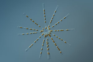 Parmi les espèces les plus couramment observées dans le Léman, Asterionella formosa se caractérise par une délicate forme en étoile. Sa présence est plutôt signe d’un milieu eutrophe (chargé en nutriment et pauvre en oxygène).
Crédit photo : © Håkan Kvarnström