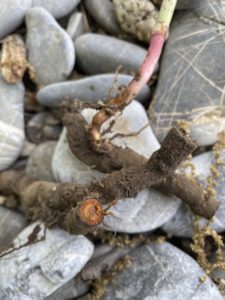 Rhizome